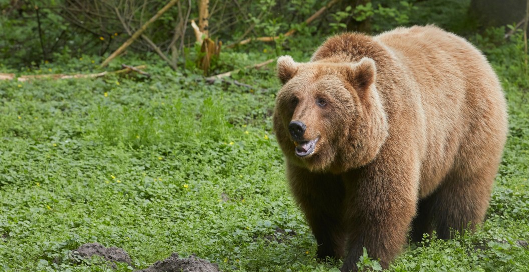 Hunter Accused Of Killing An Endangered Bear Mother