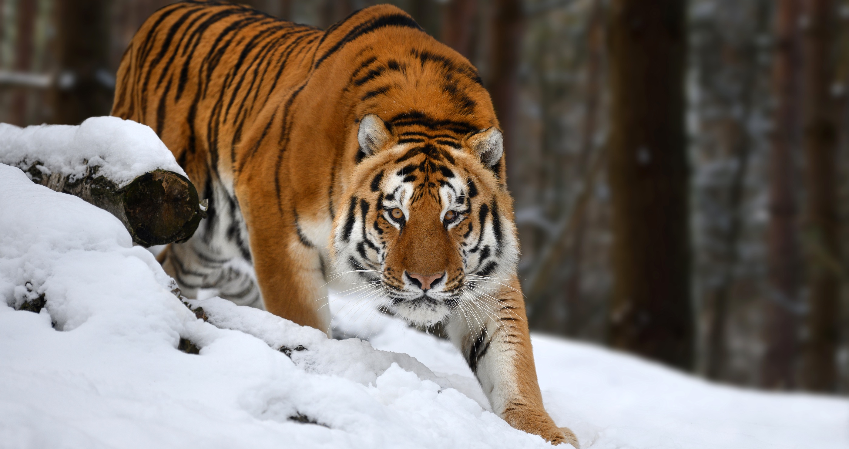 Man Uses Interesting Tactic When Coming Face-To-Face With A Siberian Tiger
