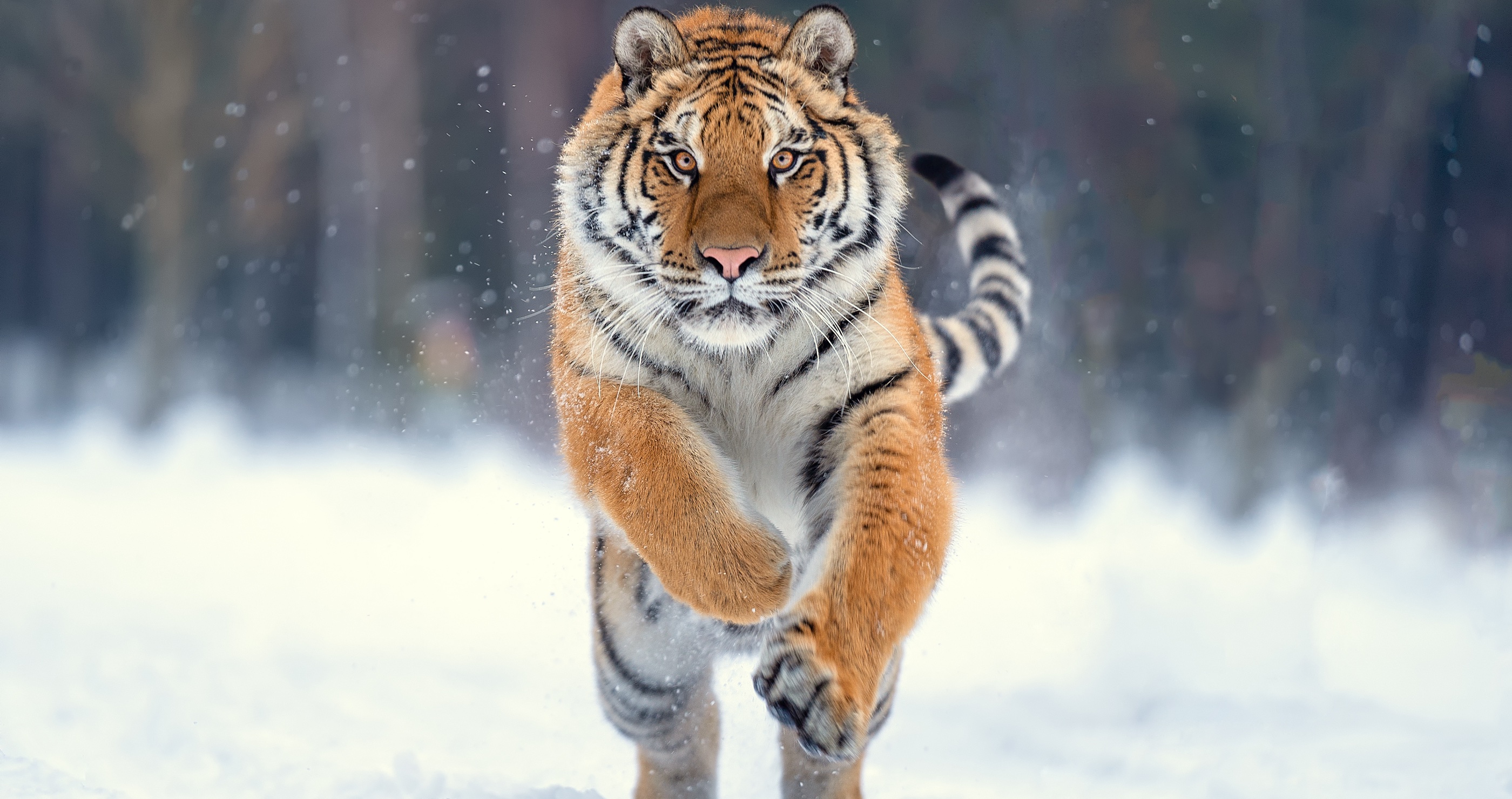Man Uses Interesting Tactic When Coming Face-To-Face With A Siberian Tiger 
