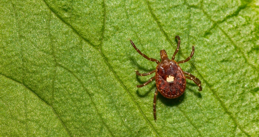 New Tick Species Have Entomologists On High Alert