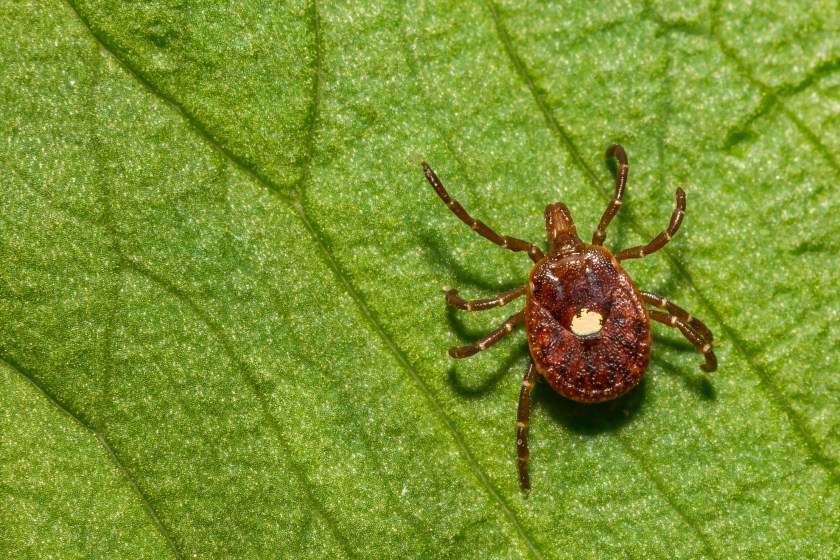 New Tick Species Have Entomologists On High Alert