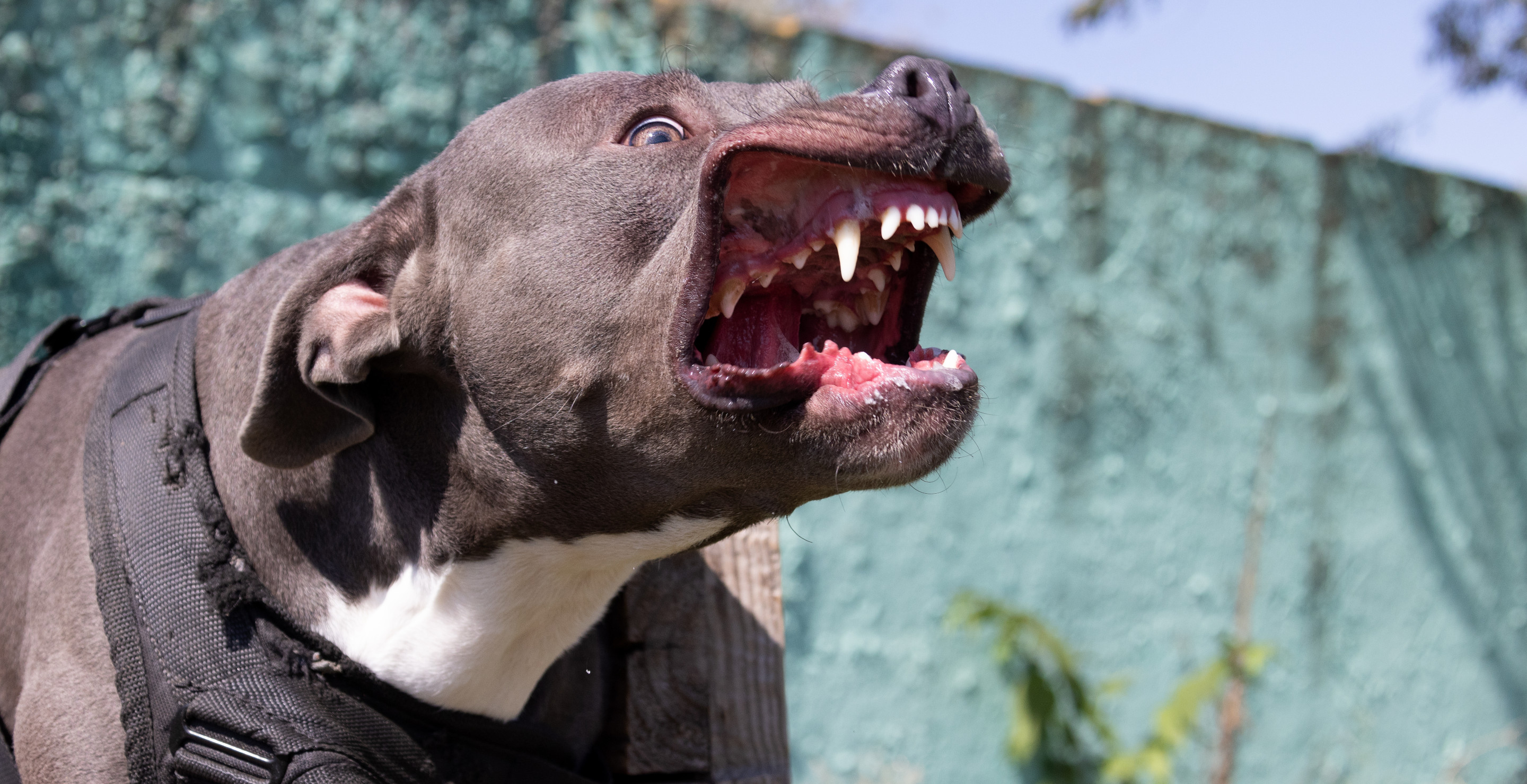 Pitbull Attacks 76-Year-Old Woman In Her Yard And Rips Part Of Her Jaw Off