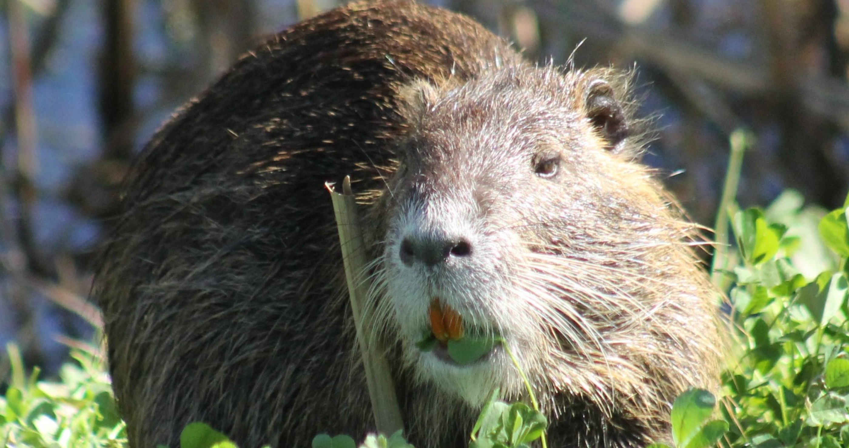'Save a Swamp, Saute? a Nutria'- Why The Government Wants Us To Eat Rodents&nbsp;