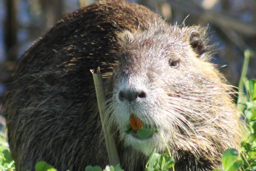 'Save a Swamp, Saute? a Nutria'- Why The Government Wants Us To Eat Rodents