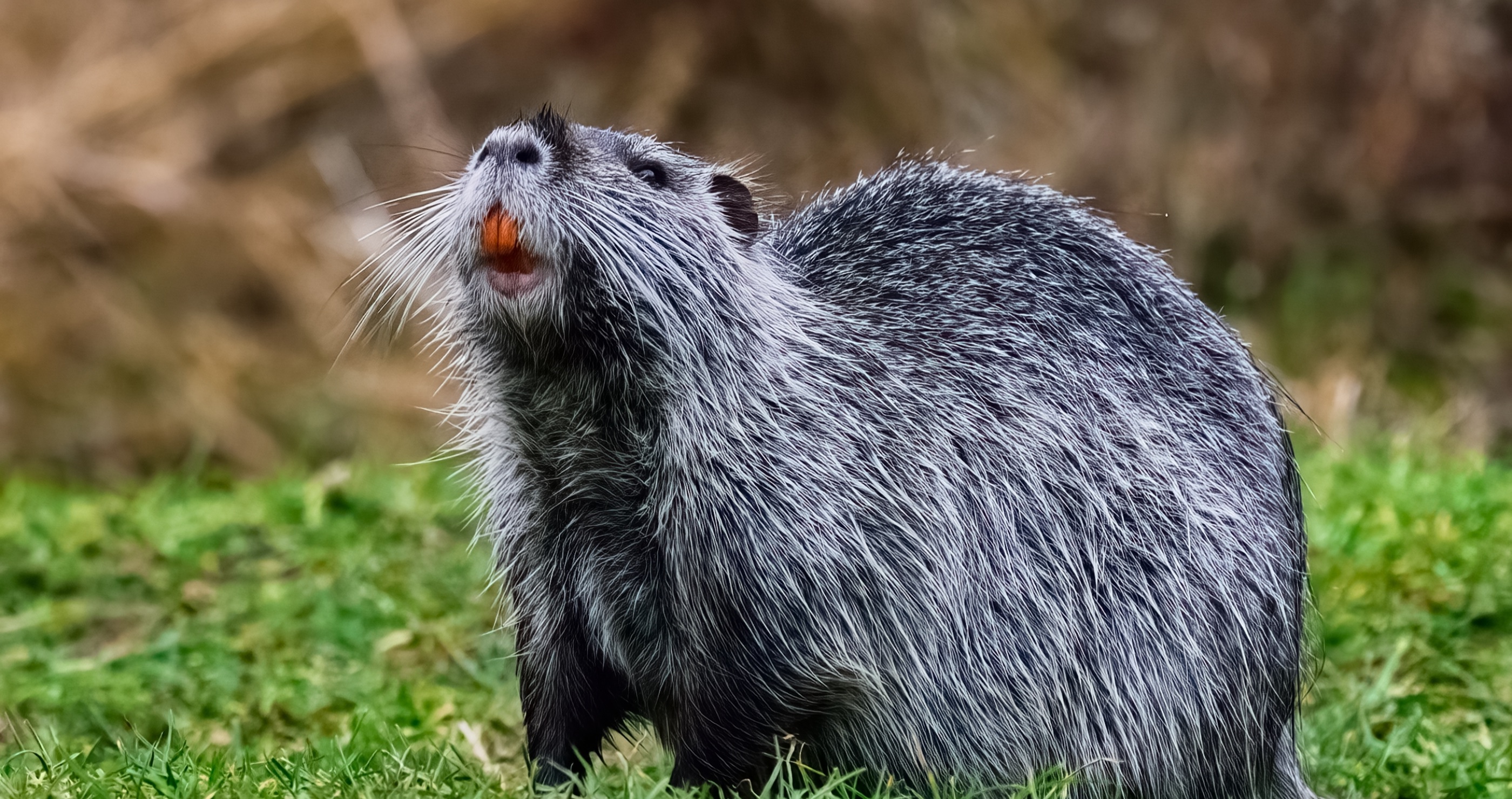 'Save a Swamp, Sauté a Nutria’- Why The Government Wants Us To Eat Rodents