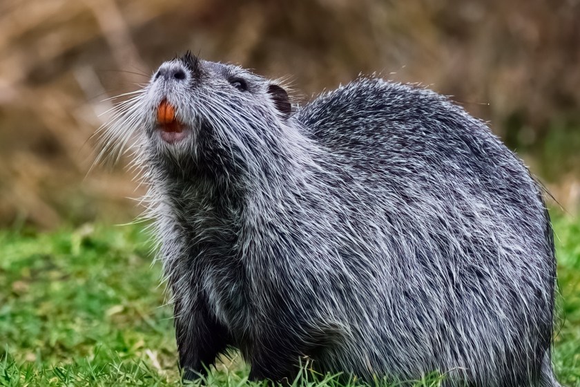 'Save a Swamp, Saute? a Nutria'- Why The Government Wants Us To Eat Rodents
