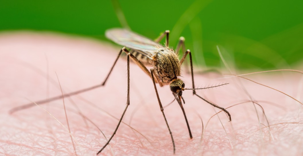 Scientists Are Warning Travelers Over Rise Of Mosquito Borne Virus At Popular Spring Break Destinations