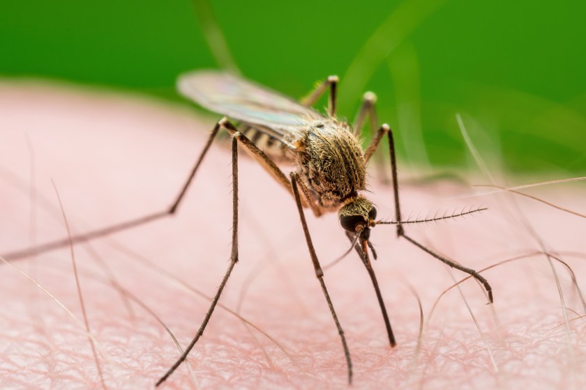 Scientists Are Warning Travelers Over Rise Of Mosquito Borne Virus At Popular Spring Break Destinations
