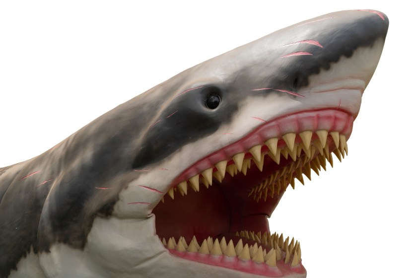 Scientists Solve New Mysteries Surrounding The Largest Shark To Ever Live- The Megalodon