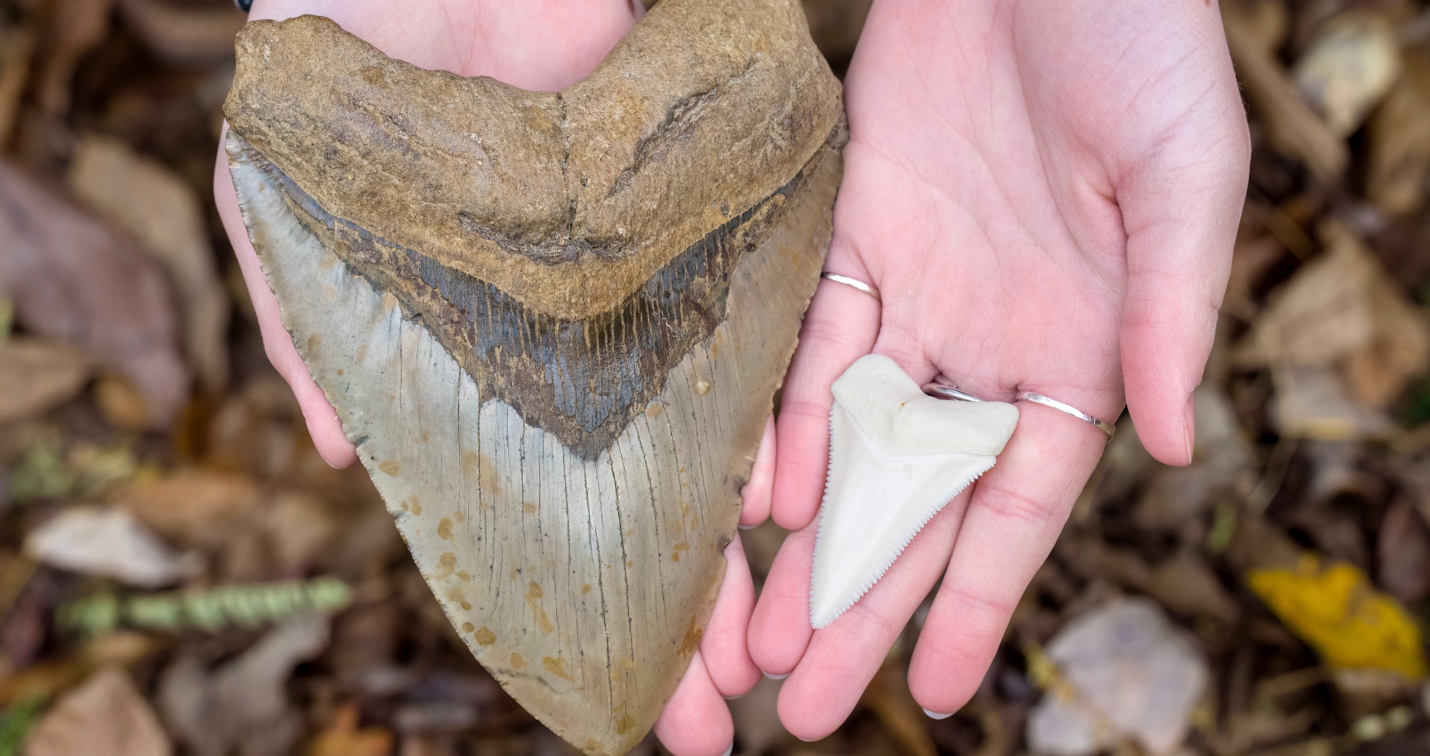 Scientists Solve New Mysteries Surrounding The Largest Shark To Ever Live- The Megalodon
