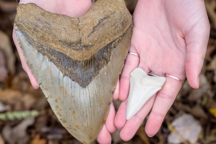 Scientists Solve New Mysteries Surrounding The Largest Shark To Ever Live- The Megalodon