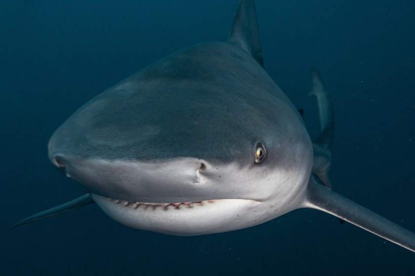 Shark Attack Survivors Still Suffers From PTSD, Created Online Support Group Called Bite Club