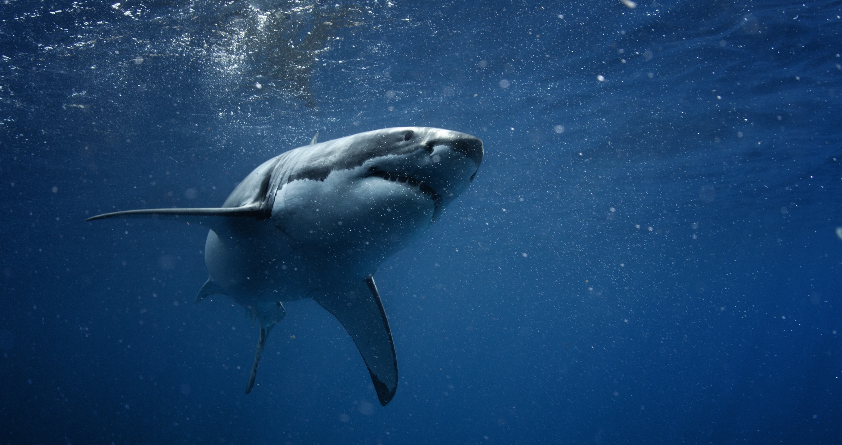 Surfer Attacked By Shark In Australia Is Presumed Dead After Drone Footage Shows Aftermath Of Attack
