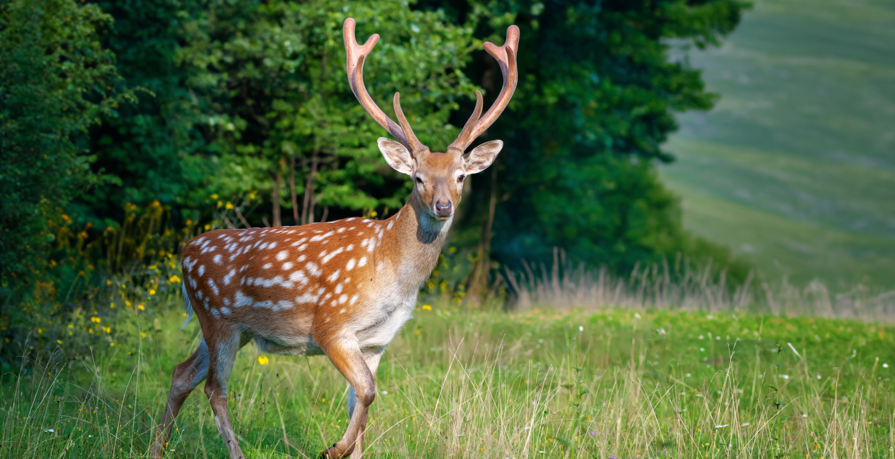 Wyoming Man Busted For Deer He Illegally Killed 26 Years Ago