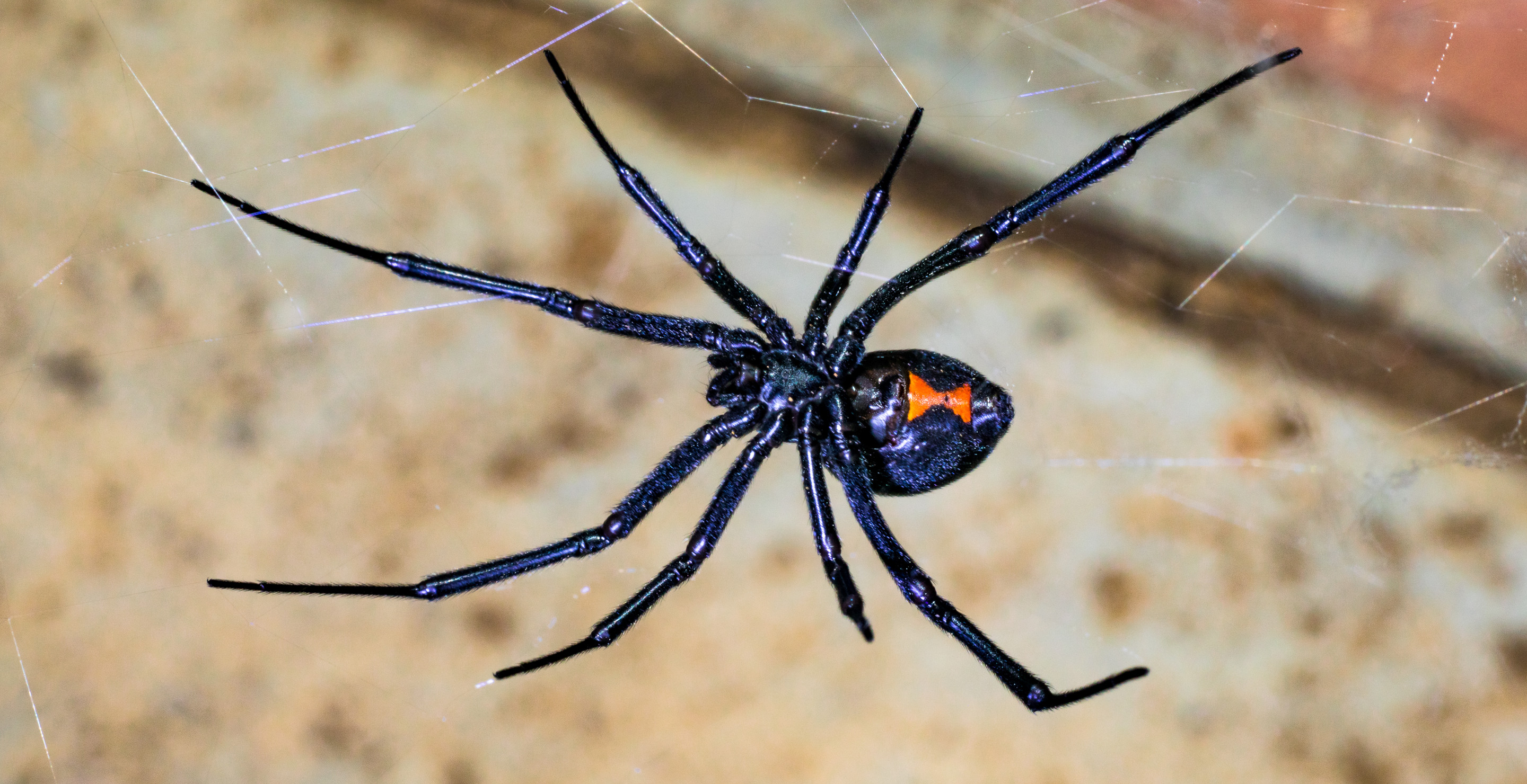 YouTuber Intentionally Lets Black Widow Spider Bite Him To Prove It Won't Kill Him