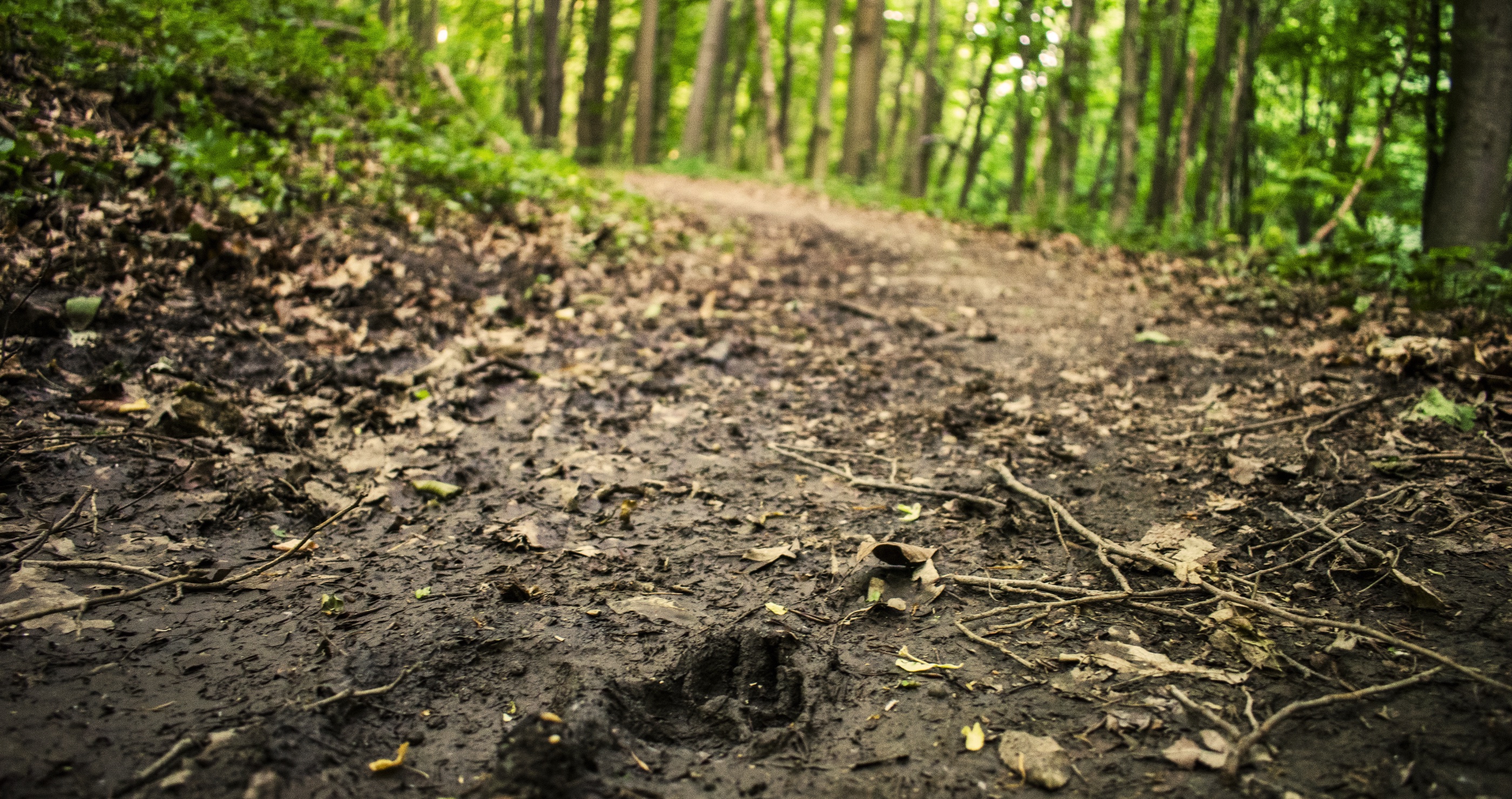 animal footprints in the woods