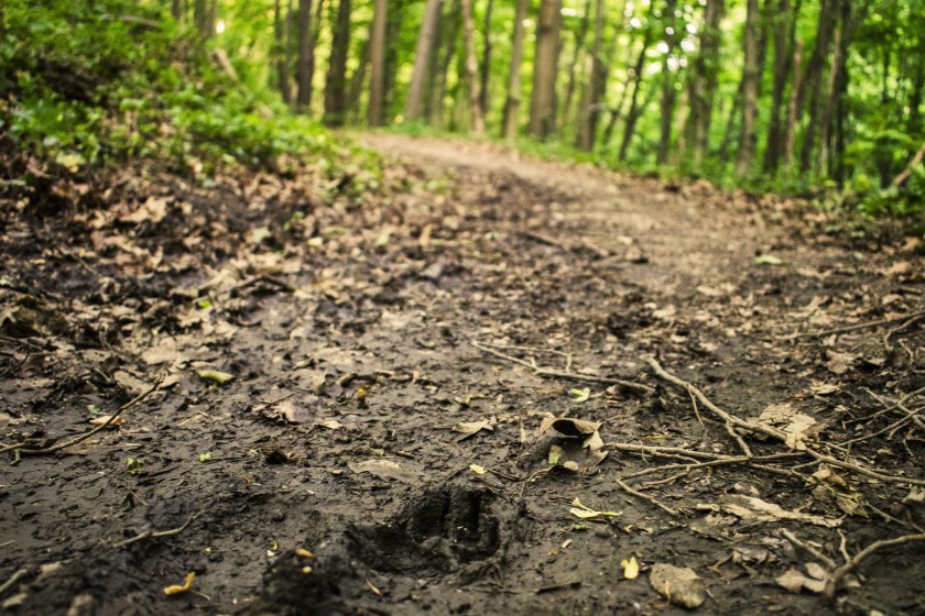 animal footprints in the woods