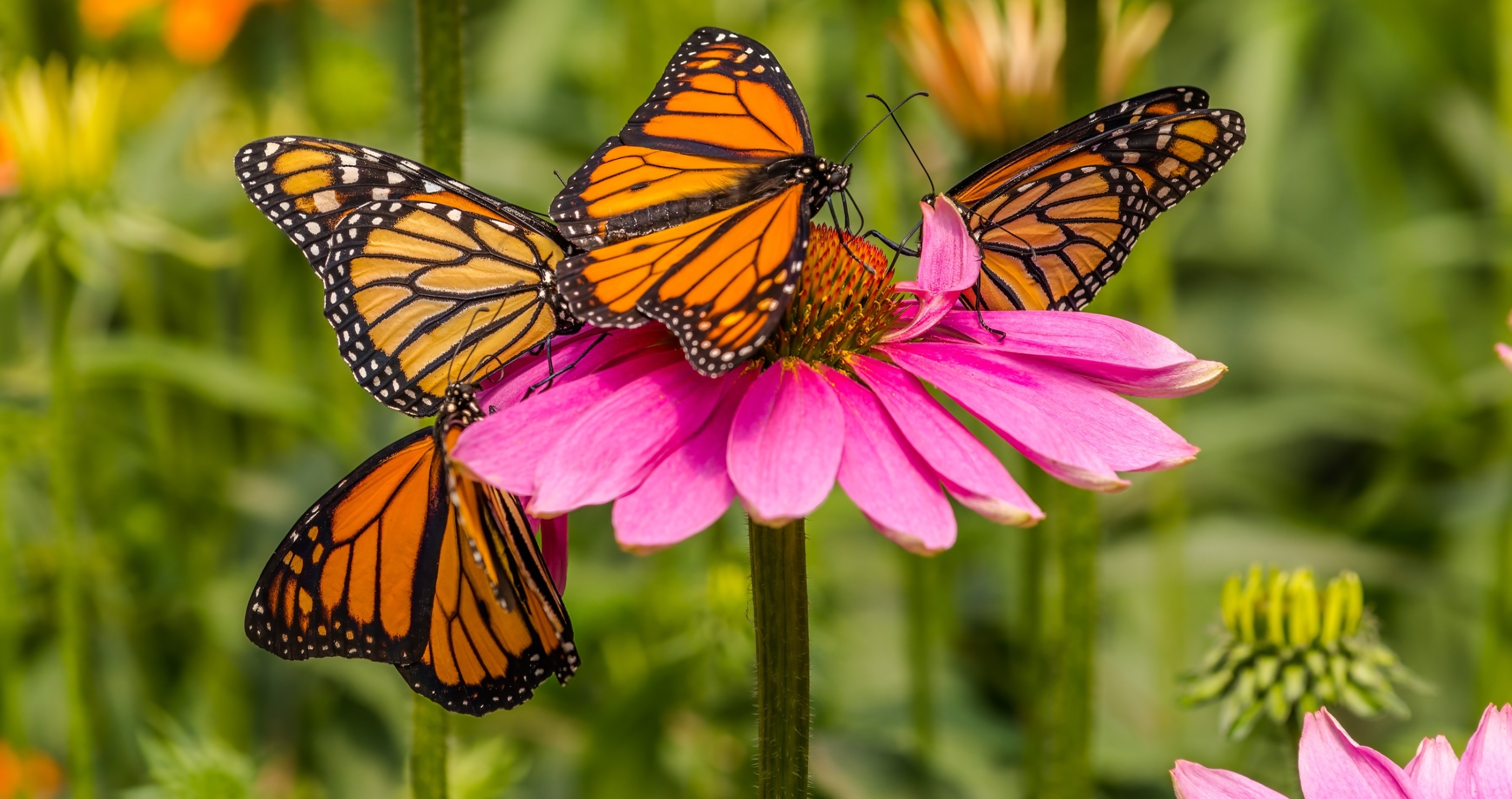 butterfly populations are dropping in America