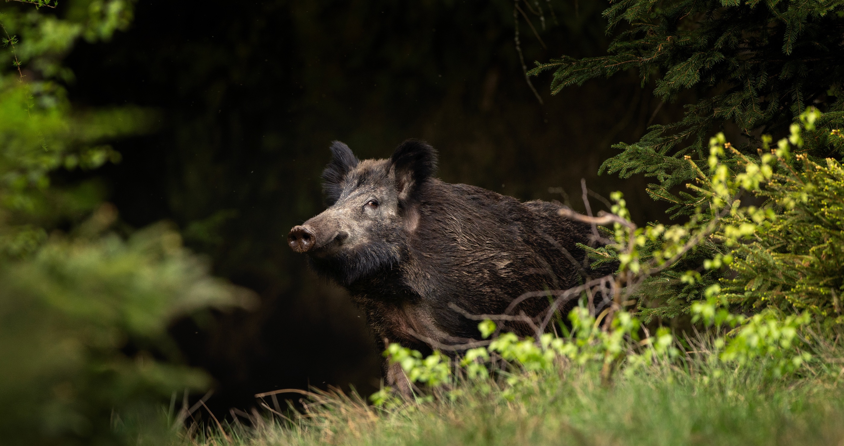 man catches wild boar with bare hands