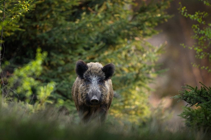 man catches wild boar with his bare hands