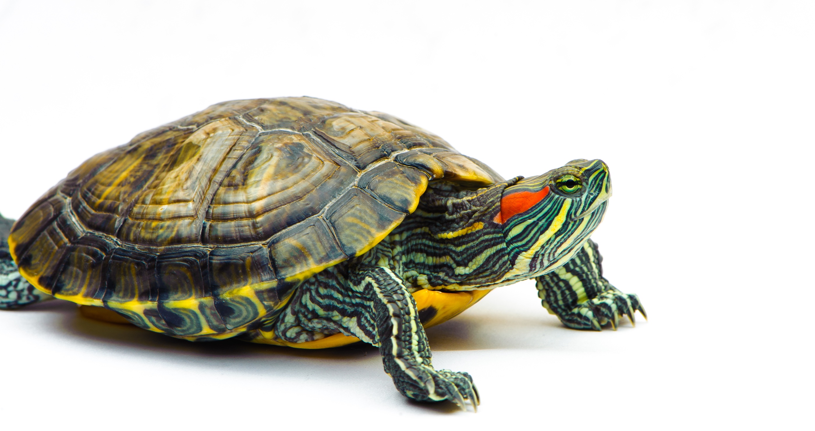 man tries to smuggle turtle in his pants past airport security