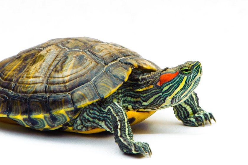 man tries to smuggle turtle in his pants past airport security