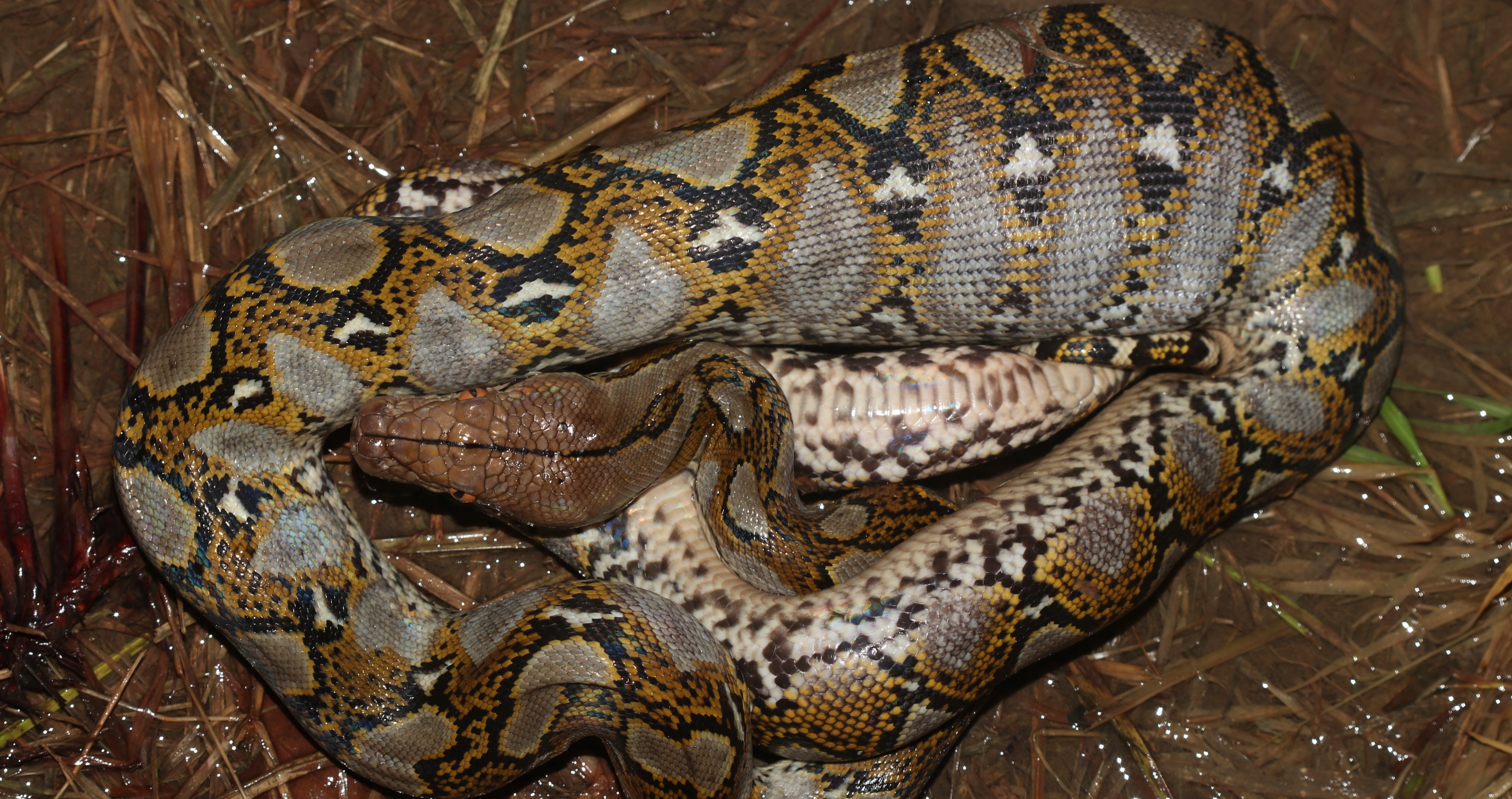 massive python found in mechanic shop with big meal in its stomach