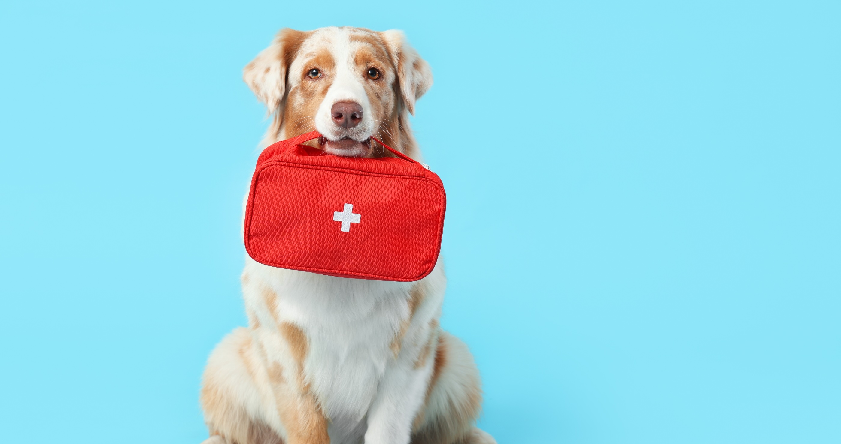 15 Common Household Dangers For Dogs You May Not Have Considered