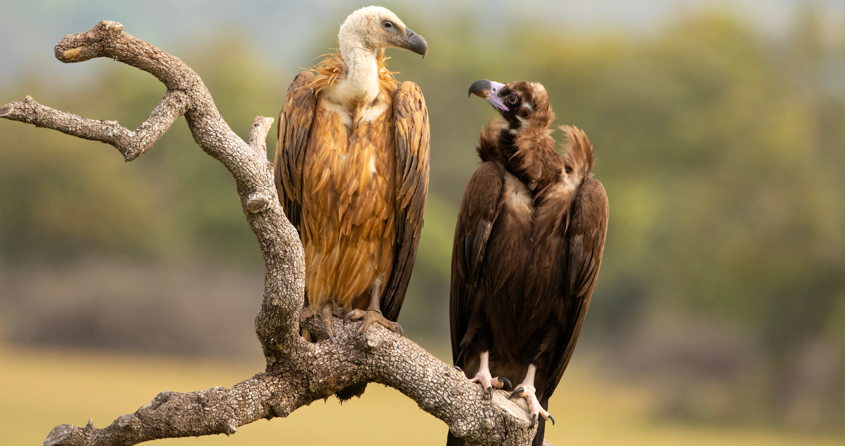 5 Terrifying Animals That Are Not As Dangerous As You May Think Vulture 