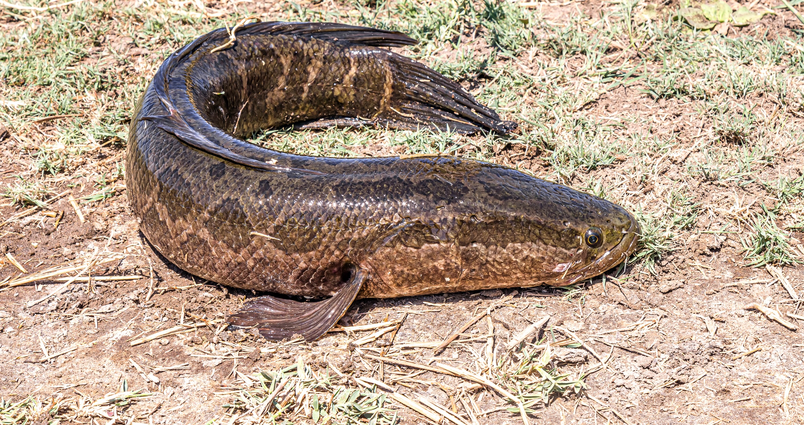A Creepy Invasive Species Has Invaded US Waters- What That Means For Us
