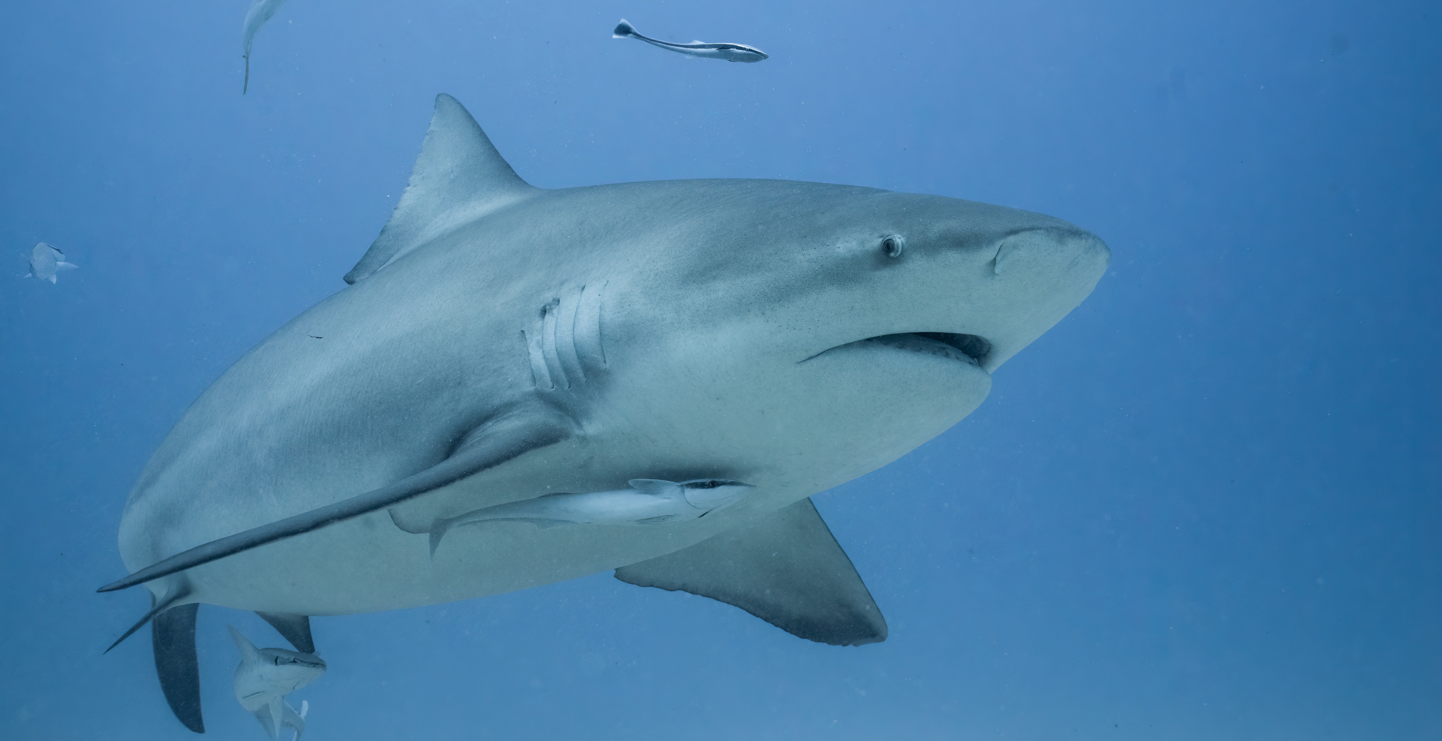 Body Of Diver Found After Getting Mauled To Death In Rare Shark Attack