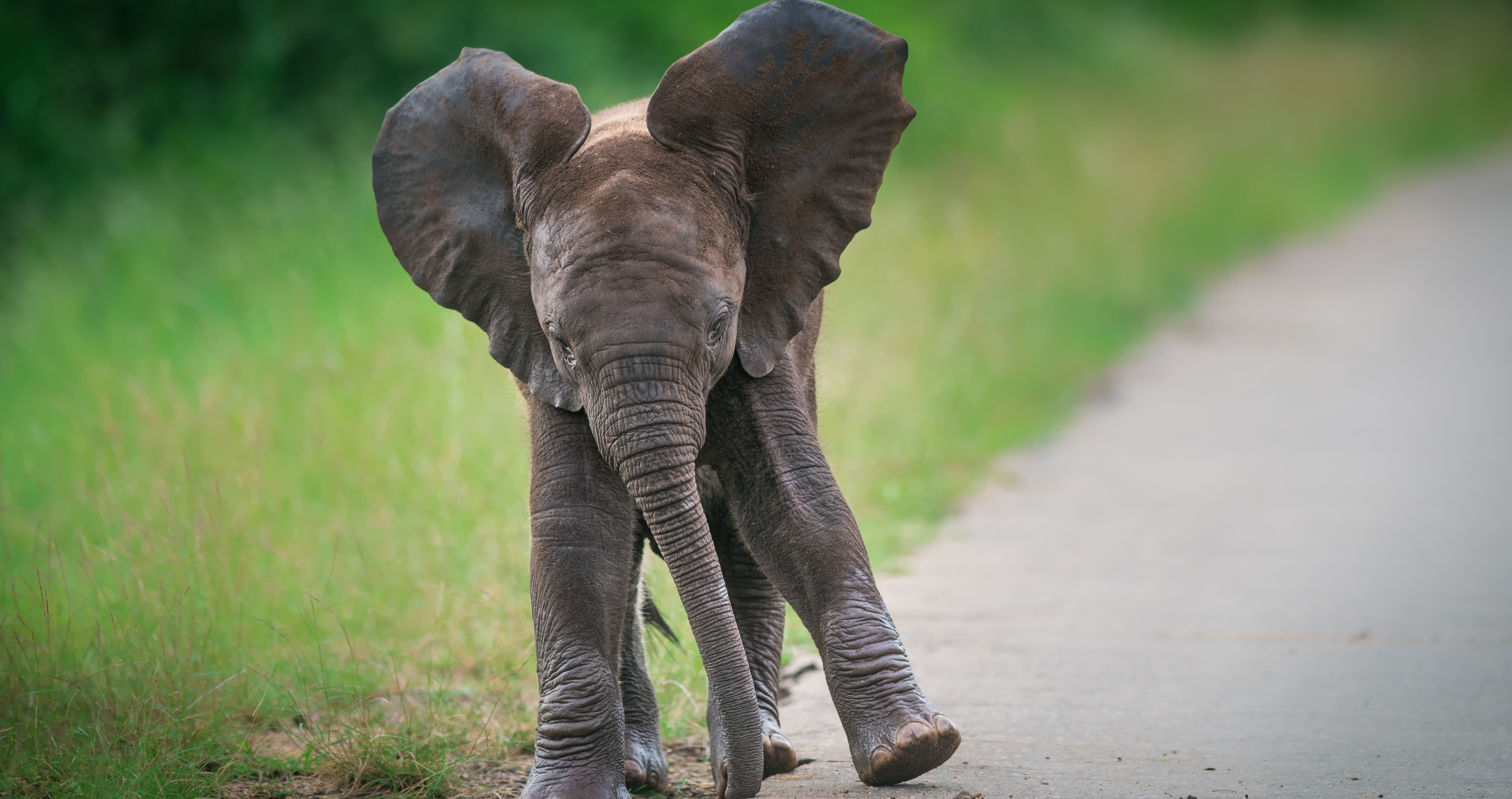 Cute But Not Cuddly- These 5 Innocent-Looking Animals Are Surprisingly Dangerous