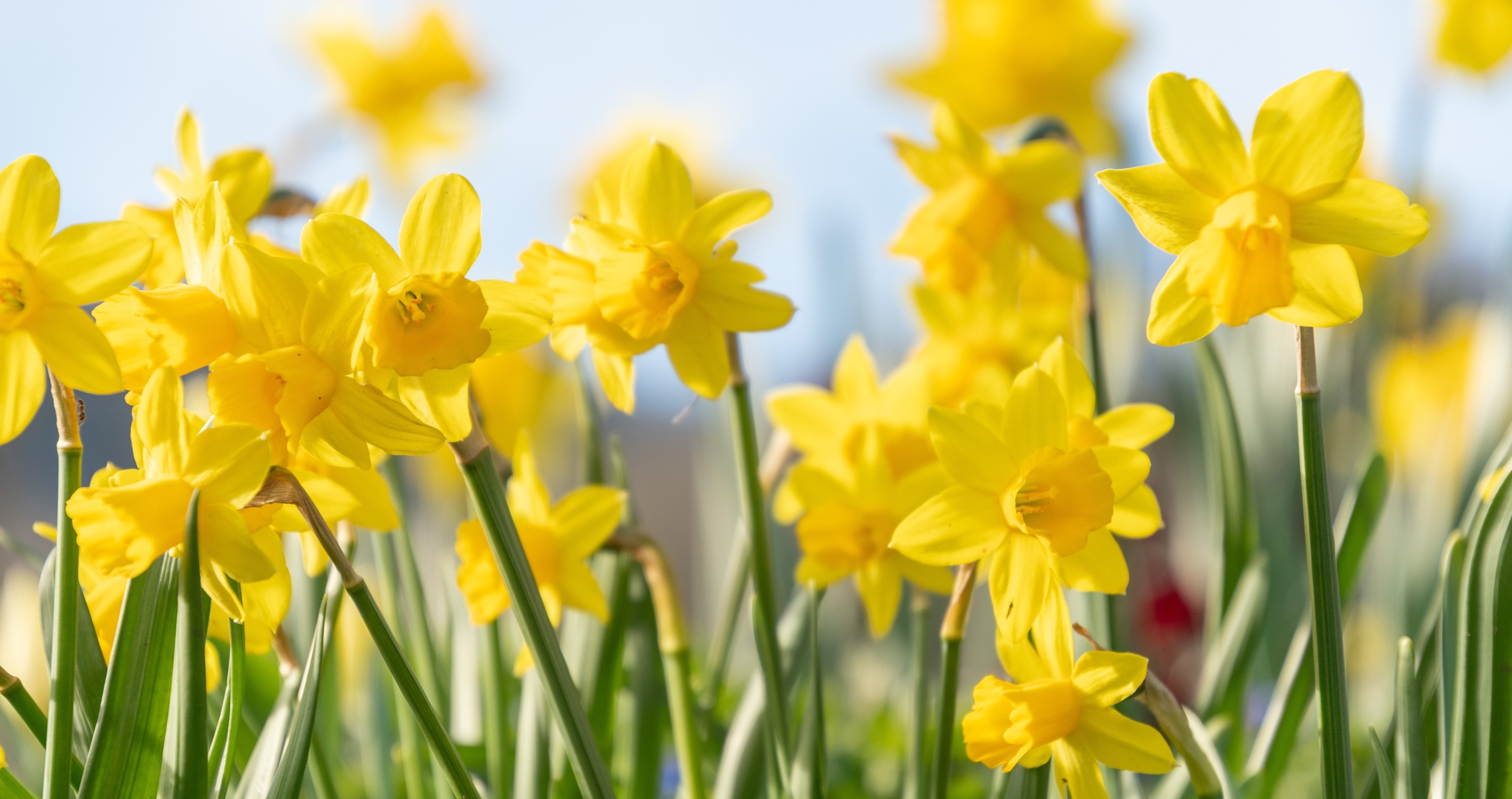 Daffodil