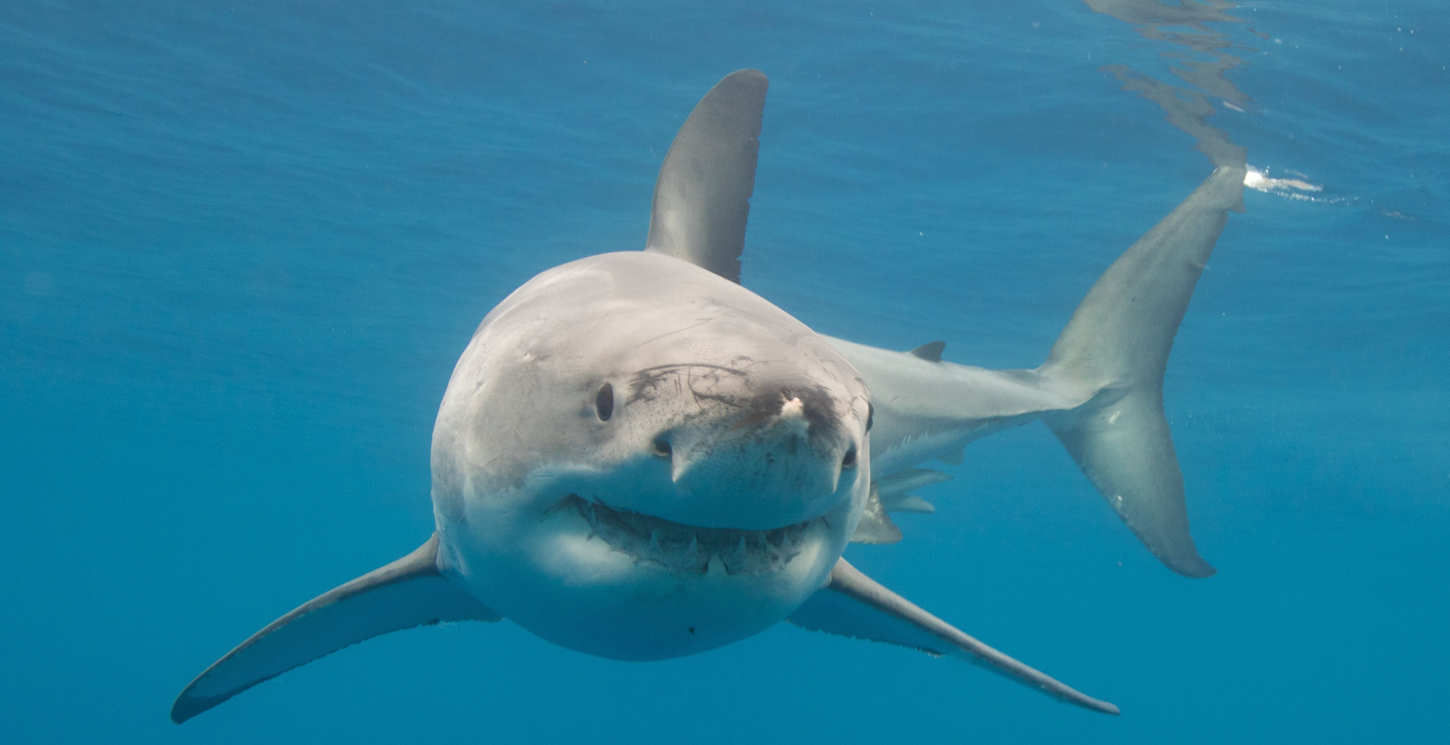 Diver Is Feared Dead After Being Mauled By Shark As Beachgoers Are Helpless To Watch