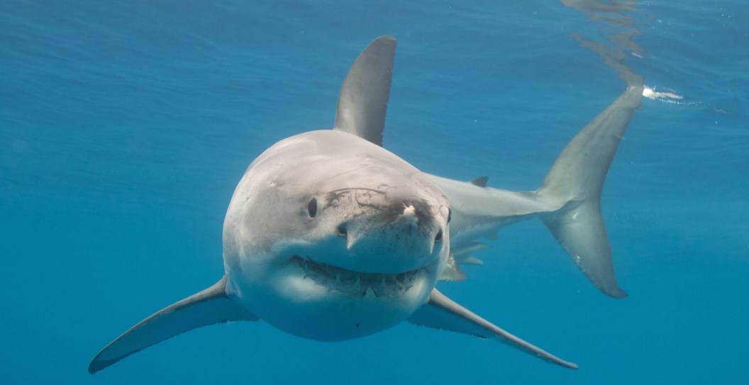 Diver Is Feared Dead After Being Mauled By Shark As Beachgoers Are Helpless To Watch