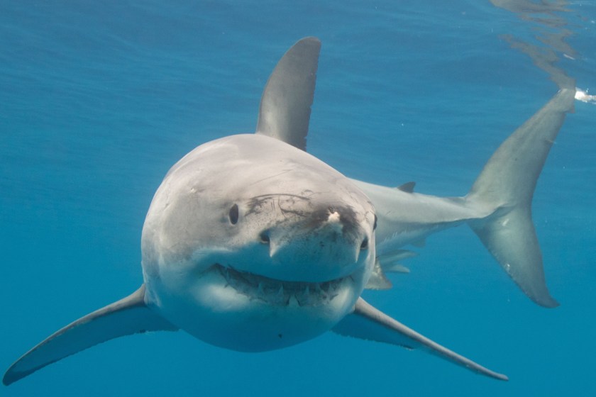 shark facts