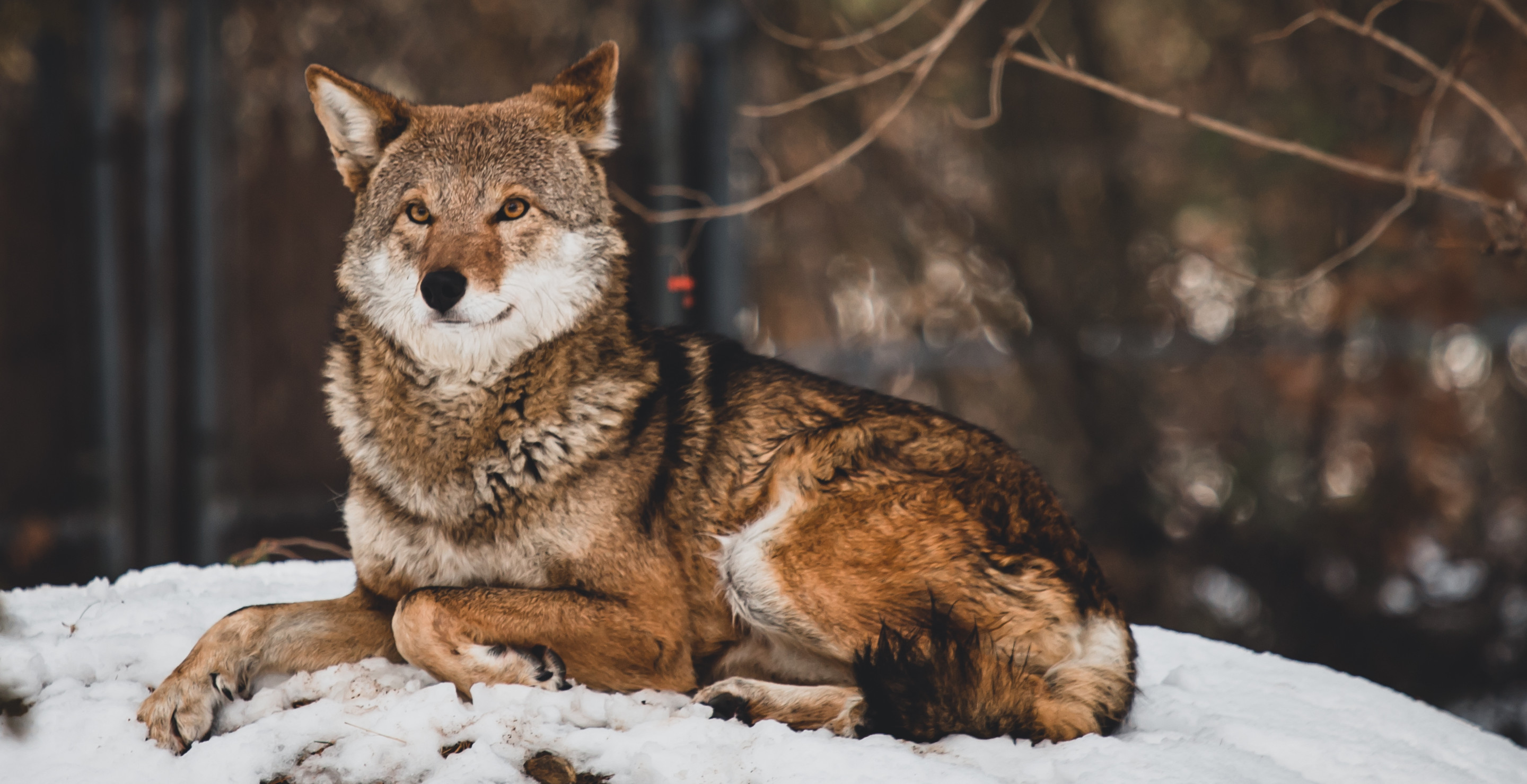 Endangered Species Threatened By Proposed Change To Law That Wouldn't Protect Habitats