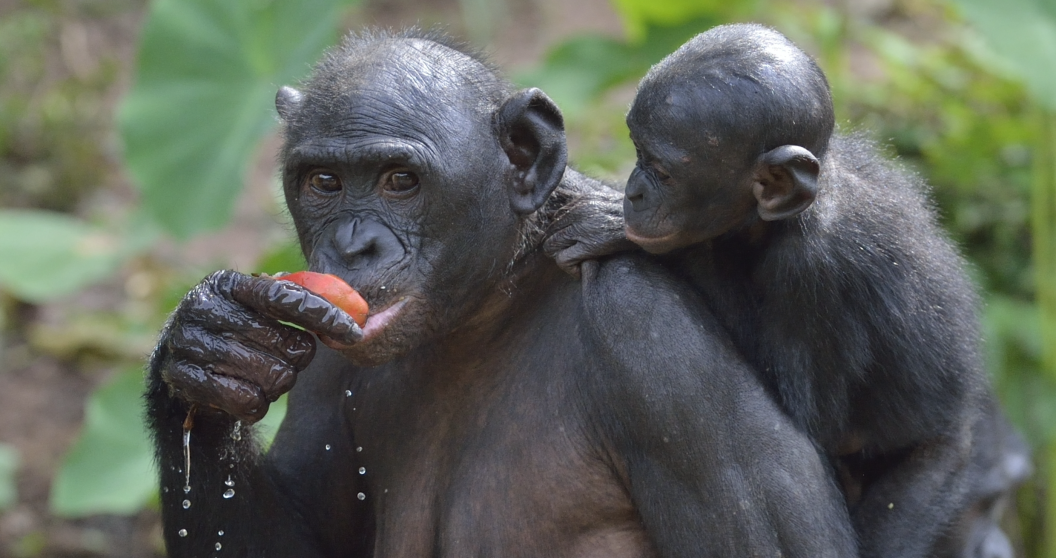 Female Apes Band Together To Scare Off Aggressive Males- Talk About Girl Power