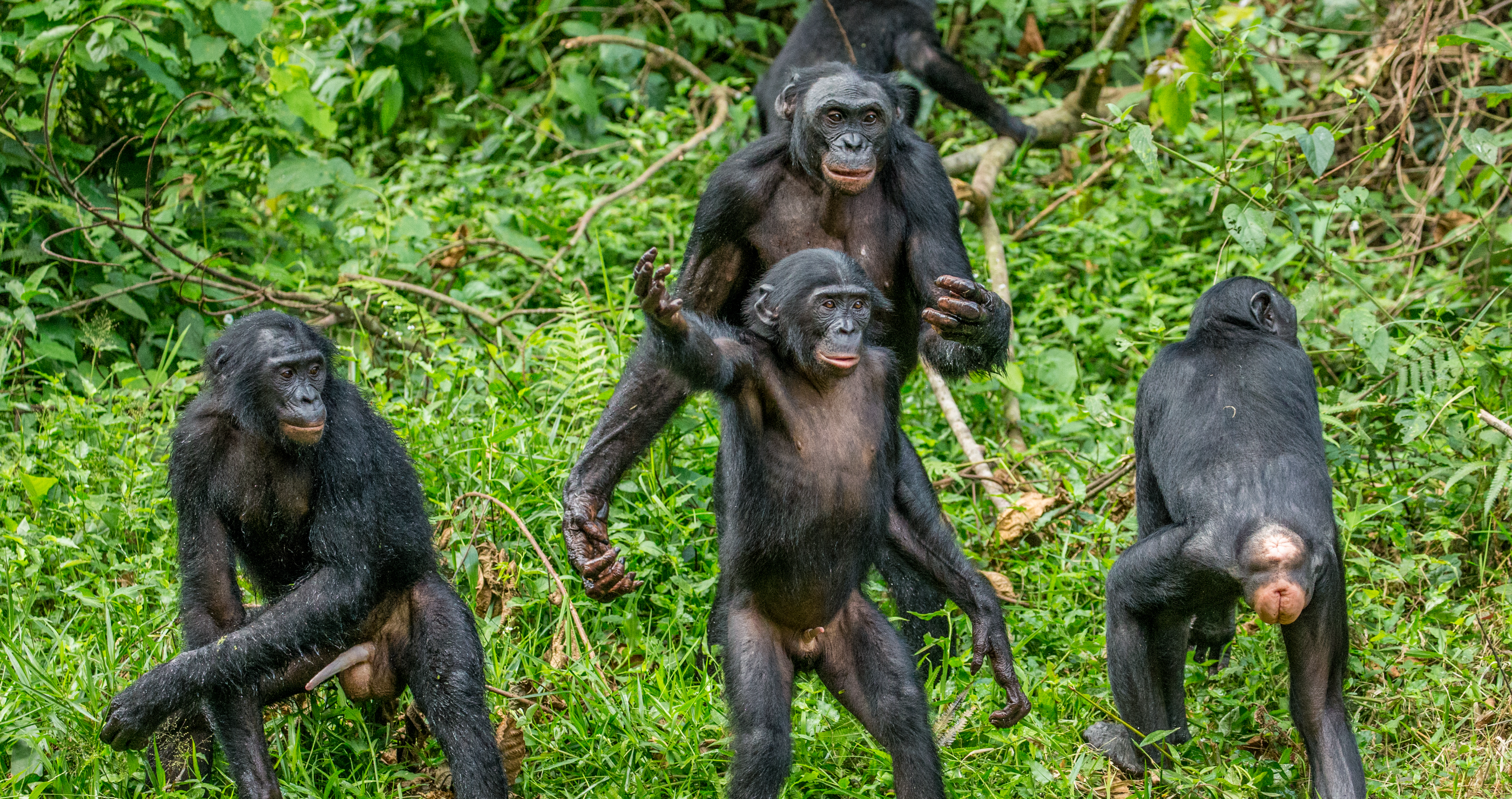 Female Apes Band Together To Scare Off Aggressive Males- Talk About Girl Power