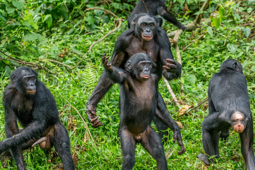 Female Apes Band Together To Scare Off Aggressive Males- Talk About Girl Power