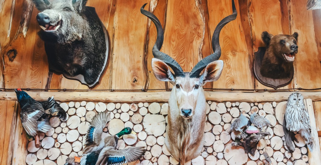 Georgia Collector Fined $900K For The Largest Taxidermy Collection Of Illegal Birds In State History