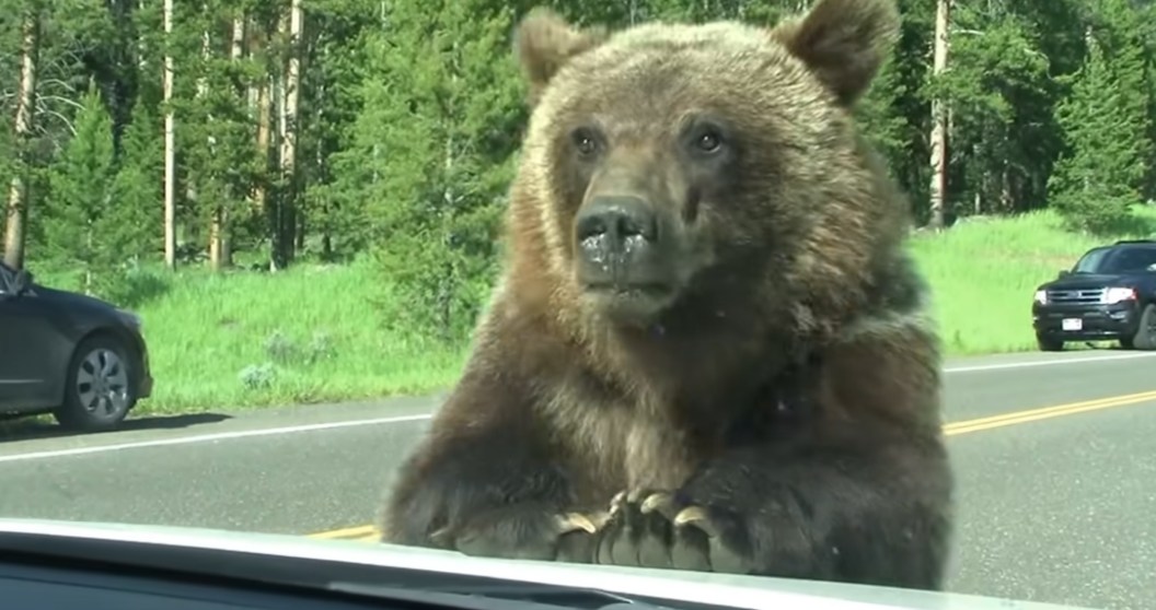 Grizzly Bear Surprises Tourists At Yellowstone National Park As It Jumps Onto The Hood Of Their Car