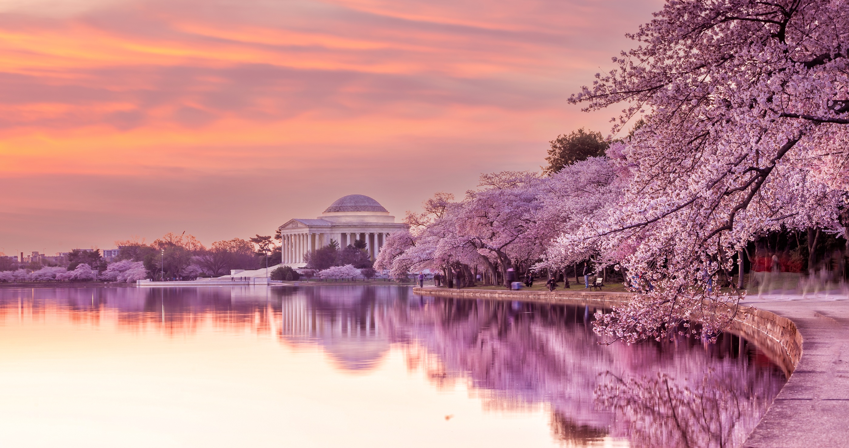 How People Are Breaking The Law At The Cherry Blossom Festival 
