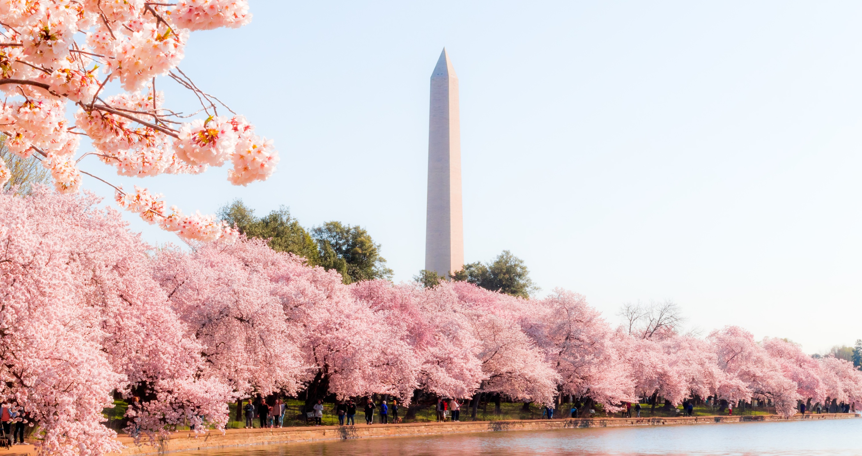 How People Are Breaking The Law At The Cherry Blossom Festival&nbsp;