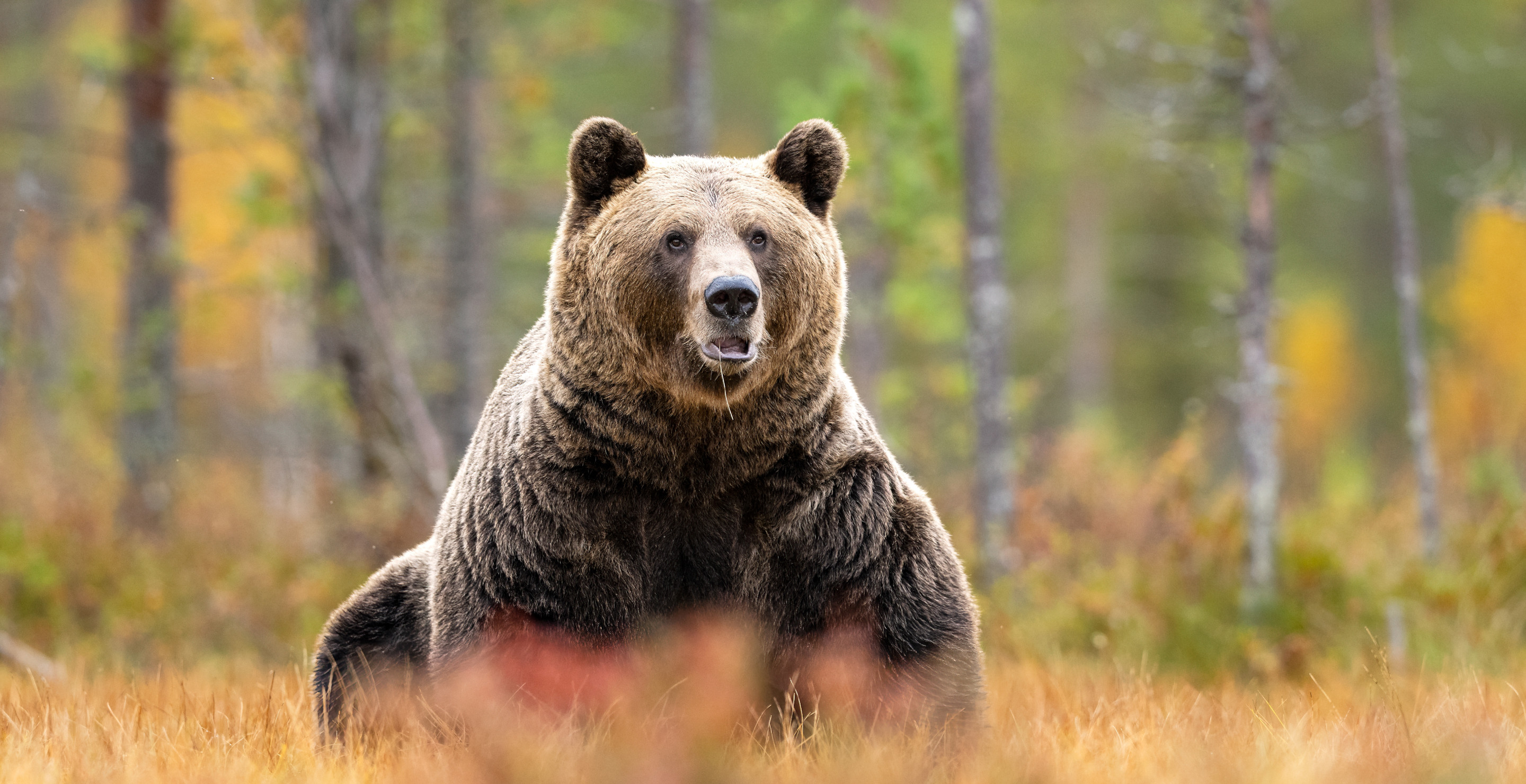 Hunter Comes Face To Face With Charging Grizzly, Forced To Put It Down