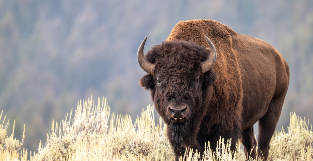 Imagine Having A Herd Of Buffalo Living In Your Backyard? It's A Reality For Yellowstone Residents