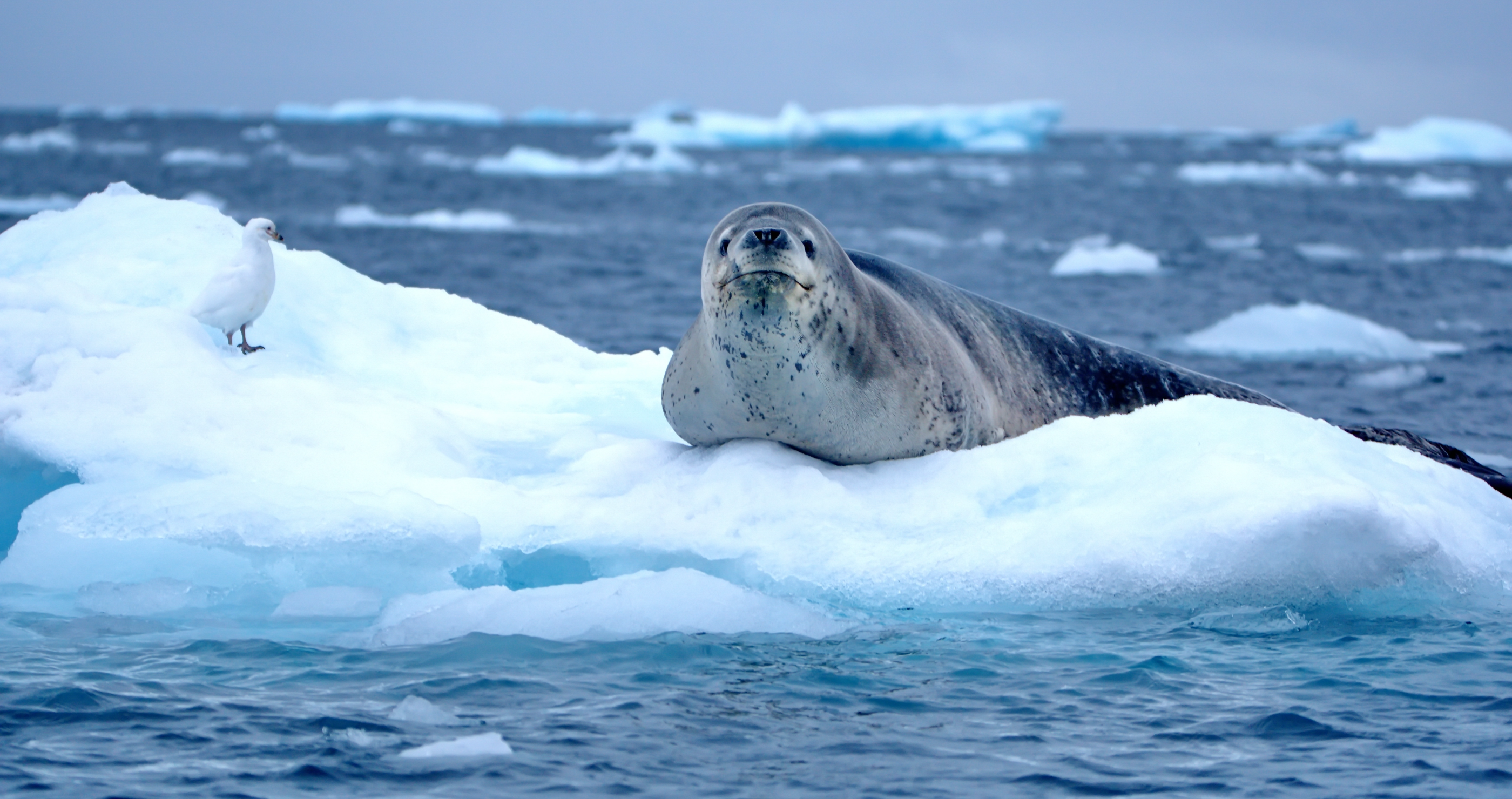 Innocent-Looking Animals That Are Surprisingly Dangerous Leopard Seal