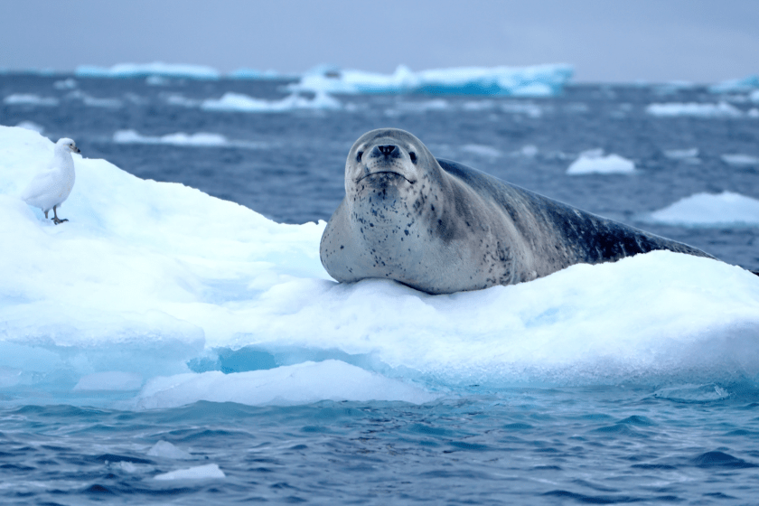 Innocent-Looking Animals That Are Surprisingly Dangerous Leopard Seal