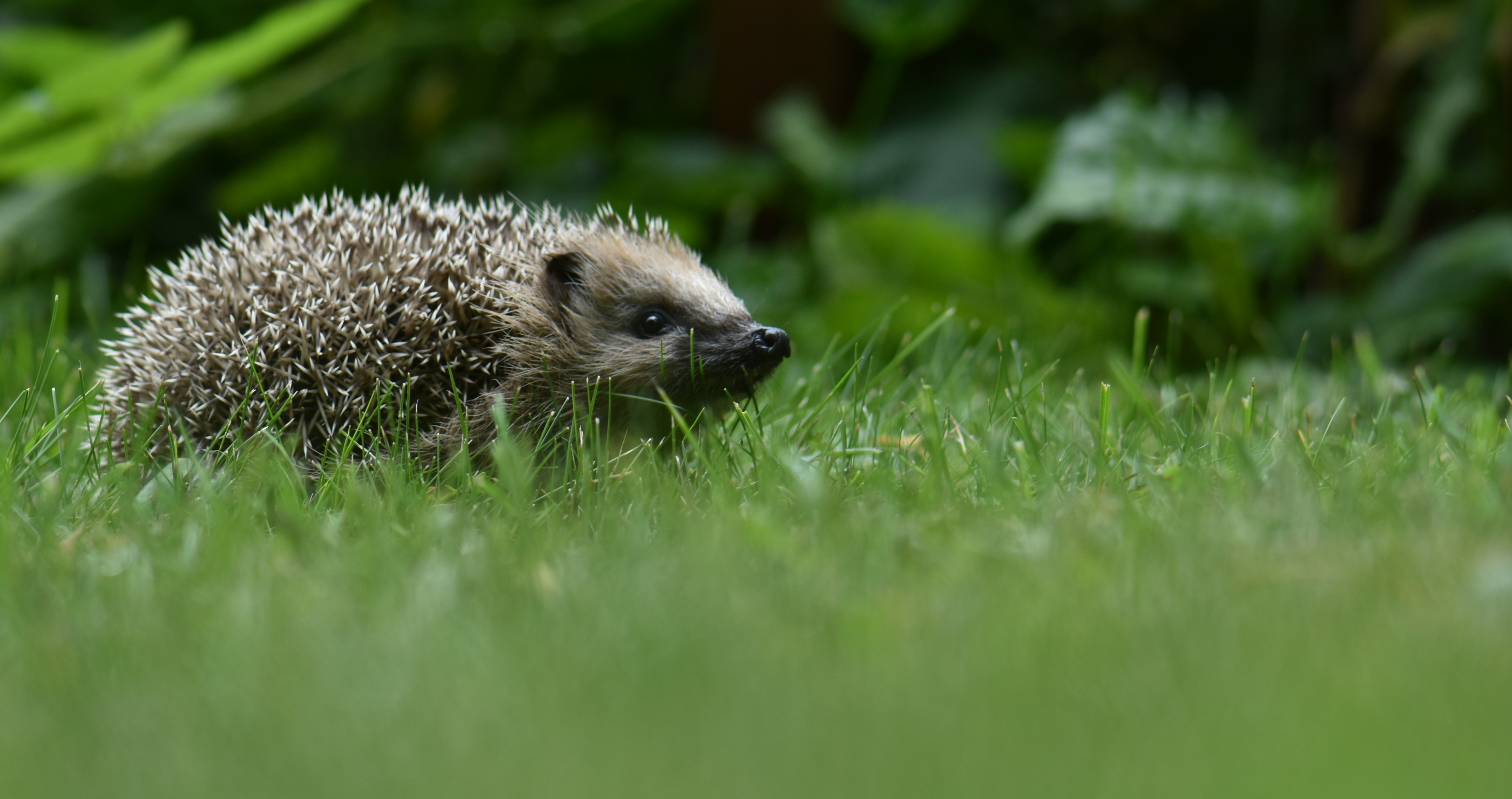 Innocent-Looking Animals That Are Surprisingly Dangerous Hedgehog