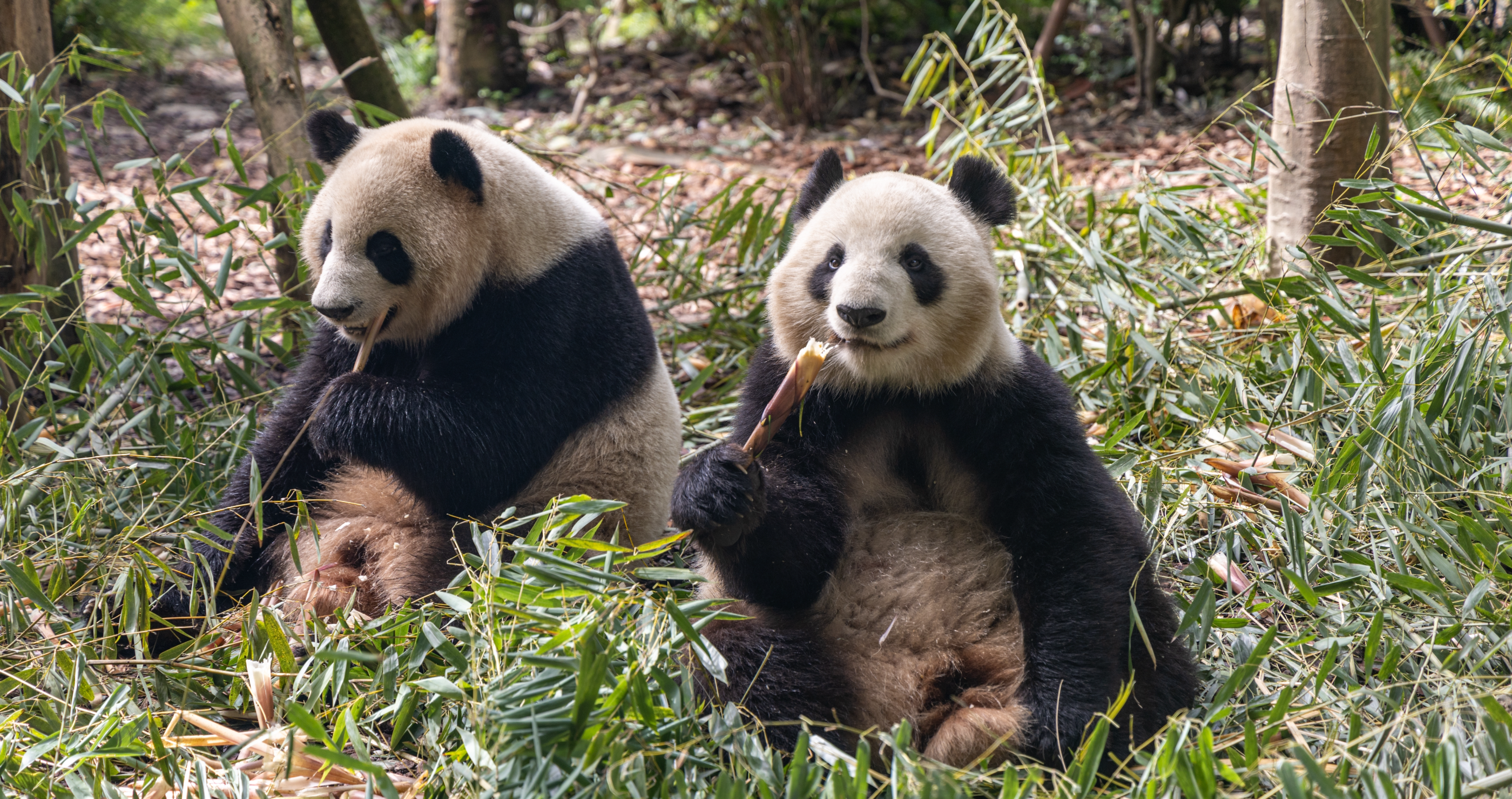 Innocent-Looking Animals That Are Surprisingly Dangerous Panda Bear